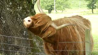 Highland Cows Scratching