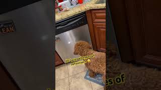 🐶Dog Acts Like Cat. Doodle Doggie Tales- Part 45 “I See the Light” #pets #shortsfeed #animal#shorts