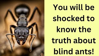 Are ants blind and deaf | ant can see or not | black ants | red ants | carpenter ant