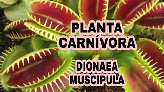 Planta Carnívora # Dionaea Muscipula