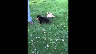 Tank teasing the Poms with his toy