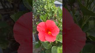 Collection of Flowers at My Roof Top