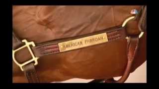 American Pharoah Triple Crown Tribute