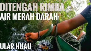 Survey Ke Rimba buat ngajak si @PANJIPETUALANG_REAL BERTUALANG⚠️ malah nemu ular pohon ini‼️‼️