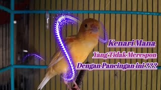 pancingan kenari gacor panjang Untuk kenari MALAS BUNYI agar IKUT BUNYI dan GACOR