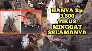 TIKUS KANDANG LANGSUNG KE PANGKUAN TUHAN || CARA USIR TIKUS DI KANDANG TERNAK