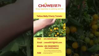 Yellow Round TY resistance fresh eating cherry tomato