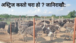 शुतुरमुर्ग: सामान्य विवरण, Ostrich Farm in Nepal, Ostrich Farm Visit in Bhairahawa, Nepal.