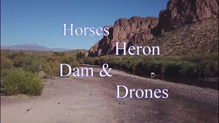 Hozona Channel Presents Horses, Heron, Dam, and Drones