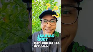 Heridas en tus árboles 🌳🌳‼️🚨 #árboles #arboriculture #compartimentacion #jardin