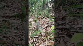 Setiap ke kebun pasti Dihadang sama si king cobra😫☝️⚠️#kingcobra #snake #video #shorts #animals