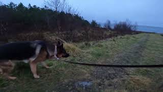 German shepherd on walk. Eros på tur. 05.11.2024. still you tubes most boring video part 1