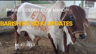 cow mandi rates updates after rain / bhains colony cow mandi 2022 @mandivlogswithEjaz