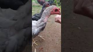 kasih makan ayam kesayangan