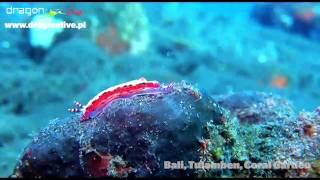 Diving Bali part 2