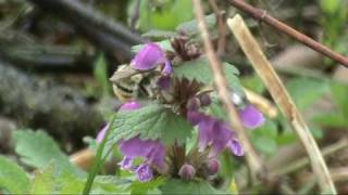 Čmrlj I (Bombus sylvarum)