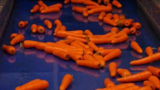 Carrot Optical Sorting Line at Poskitts Carrots from Tong Engineering