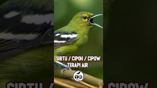 TERAPI SIRTU CIPOH MACET BUNYI TERAPI SIRTU OMBYOKAN