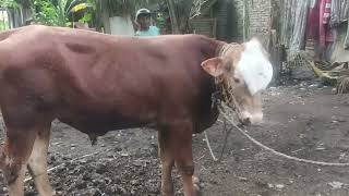 Sapi Super Suro Usia 14 Bulan ||#sapisuper #pedetsuper #appsi #sukarnofarm