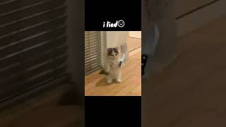 Funny Cat