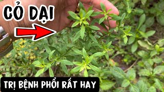 Cỏ dại nhưng trị bệnh Phỏi rất hay. Phan Hải Vlog