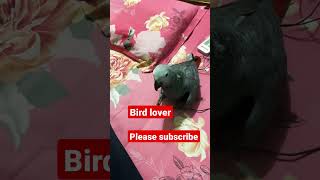 #birds #lover #ytshorts #shortvideo #shorts #viral