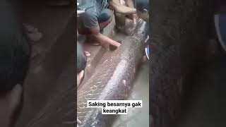 Ikan asli sungai amazon ditangkap warga Garut saat banjir kemarin #shorts #viralvideo #ikanpredator