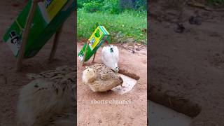 simple Amazing Bird Trap / Quail Trap #shorts