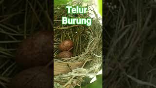 Telur Burung