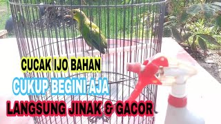 Perawatan Awal Untuk Cucak Ijo PH Bahan Agar cepat Jinak & Gacor