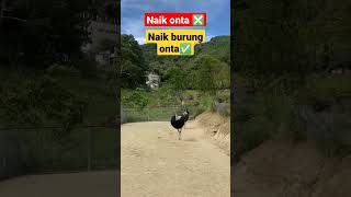 NAIK ONTA MAH BIASA, NAIK BURUNG ONTA BARU LUAR BIASA #shorts