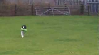 Mighty Max Border Collie.