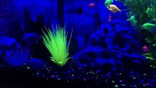 Fresh water aquarium glo fish