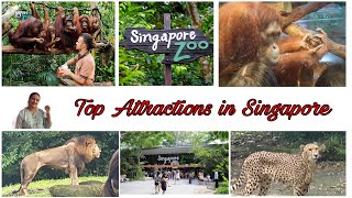 சிங்கப்பூர் விலங்கியல் பூங்கா|Top 3 in the world SINGAPORE ZOO|Attractions in Singapore|Mandai zoo