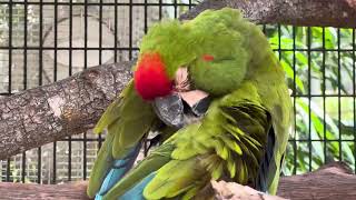 Red-fronted macaws often nest in cliff faces rather than trees.