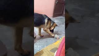 German shepherd puppy tantrum on a brick