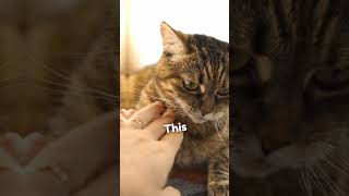 Why Your Cat Always Bites You?