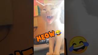 Meow 😻 | Persian Cat kitten video | Funny Cat #kitten  #cat