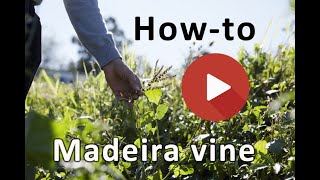 Madeira vine how to forage