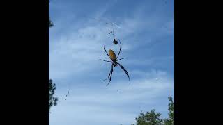 Golden Silk Orb-weaver