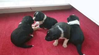 Nordevind pups 2017, 3: Starting to play