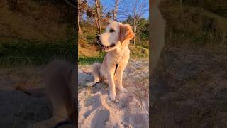 Reakcja psa Golden Retriever na Śpiew mew i szum morza 432 hz