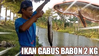 Ikan gabus monster!!super ganasssss!!!