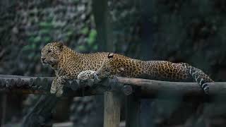 Leopards