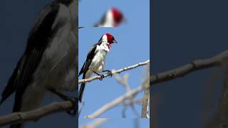 CARDEAL-DO-NORDESTE (Paroaria dominicana) #VOZESdaNATUREZA #birds #short #shorts