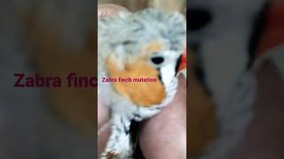 zabra finch mutation