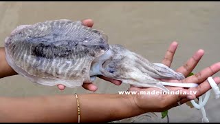 OCTOPUS CATCHING AND MAKING FRY RECIPE | SQUID FRY | Kandai Fish Fry | VILLAGE RECIPES street food