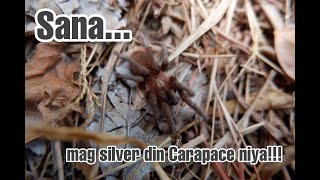 Kilalanin Natin Ang Brachypelma sp. Tortuguero #GEV100