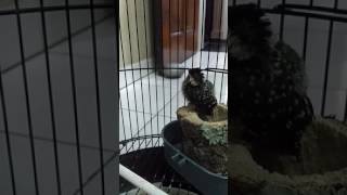 Burung pelatuk beras gacor