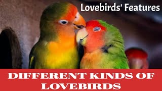 Different Kinds of Lovebirds || Features || @menmouji Urdu Poetry & Literature ||